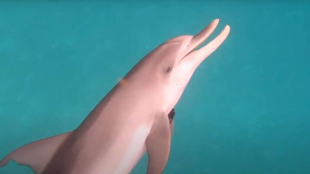 Google is now using Pixel phones to translate dolphin-speak